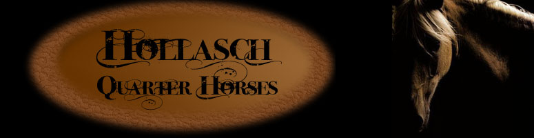 Hollasch Quarter Horses